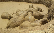 Cambodge: 11 éléphants, enlisés dans un cratère de bombe, secourus