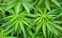 L'Argentine légalise l'usage médicinal du cannabis