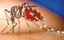 A l'Institut Pasteur, on plonge dans l'univers du moustique pour mieux le combattre
