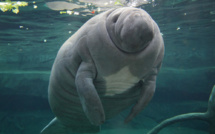 Les lamantins des Caraïbes ne sont plus en danger d'extinction