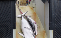 Chasse annuelle à la baleine: le Japon tue 333 cétacés