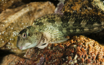 Le venin d'un petit poisson du pacifique source possible d'un nouvel antidouleur