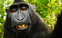 Chassé en Indonésie pour sa viande, le "macaque au selfie" en péril