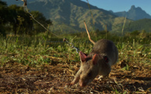 La leptospirose, une maladie oubliée
