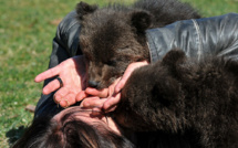 Le Monténégro s'émeut pour deux oursons orphelins