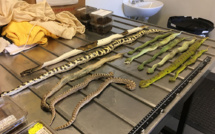 Australie: Pythons, tarentules et scorpions au courrier du jour