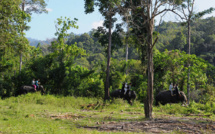 Environnement: 60.065 espèces d'arbres différentes dans le monde