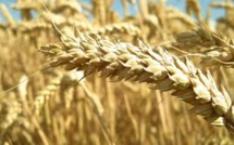 L'allergie au gluten peut être déclenchée par un virus