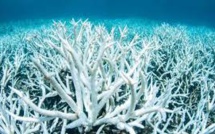 Grande barrière: les coraux blanchis deux années de suite sont condamnés