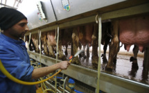 En Cisjordanie, les vaches génèrent une précieuse électricité