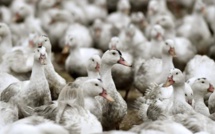 Grippe aviaire: "pacte" pour réformer les méthodes d'élevage et de transport