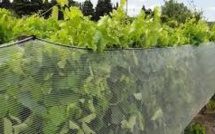 Le vignoble bourguignon déploie son parapluie anti-grêle