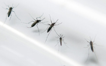 Le bilan de la dengue s'alourdit à sept morts en Nouvelle-Calédonie