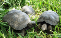 Pérou : 29 tortues des Galapagos saisies à des trafiquants