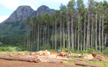 Les promesses du Pin des Caraïbes pour la filière bois locale