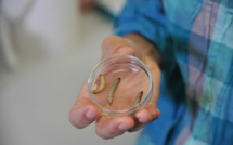 Une larve dévoreuse de plastique, nouvel espoir pour l'environnement