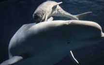 Bébé baleine chuchote pour échapper aux prédateurs