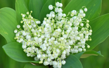 Page enfant : Le 1er mai, c'est la fête du travail ! Pourquoi ?