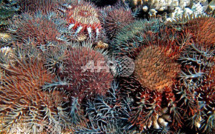 Grande barrière: on attrape les étoiles de mer avec du vinaigre