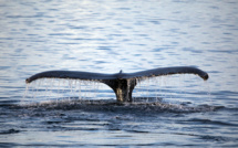 Mortalité inhabituelle de baleines à bosse sur la côte atlantique américaine