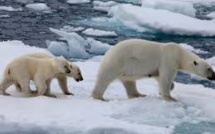 Climat: les menaces pour les villes se précisent, la "résilience" s'organise