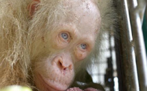 Un orang-outan albinos aux yeux bleus secouru à Bornéo
