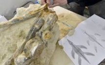 Le fossile d'un reptile marin rarissime découvert dans le Maine-et-Loire