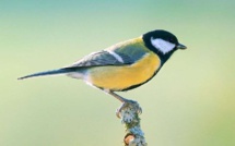 Pour ne pas déranger 6 bébés mésanges, l'accès à l'unique bureau de vote est détourné