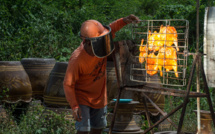 En Thaïlande, quand le poulet solaire devient populaire