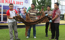 Indonésie : arrestation de deux hommes soupçonnés d'avoir chassé le tigre