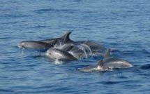 Maroc: le grand dauphin, bête noire des pêcheurs d'Al-Hoceïma