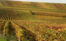 Des viticulteurs vont planter des vignes résistantes au mildiou et à l'oïdium