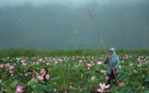 En Thaïlande, retour miraculeux des lotus sacrés