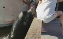 Canada: la scène d'une fillette happée par une otarie devient virale