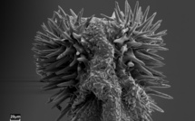 Les accouplements de plus en plus glaçants de certains coléoptères