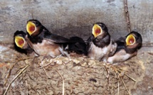 A Languidic, le plus grand centre de soins pour animaux sauvages ne désemplit pas