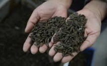 En Chine, des "asticots gloutons" contre les déchets alimentaires