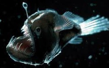 Australie: pêche fantastique dans les abysses