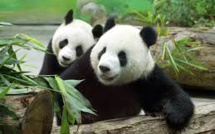 Deux pandas géants font leurs premiers pas aux Pays-Bas