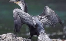 Malformations osseuses: espoir de nouveaux traitements grâce aux cormorans des Galapagos