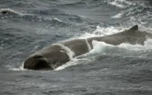 Méditerranée: rorquals, cachalots et globicéphales contaminés par des phtalates