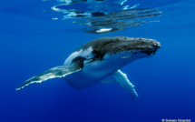 Les premières baleines à bosse de la saison sont arrivées !