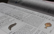 Page enfant : 150 nouveaux mots dans les dicos !