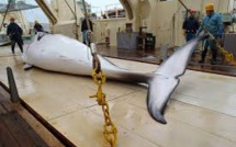 Le Japon lance une nouvelle campagne de chasse à la baleine