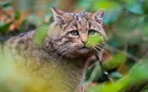 Australie: une immense clôture contre les chats