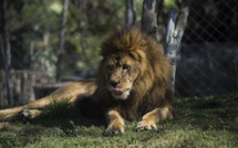 Virée en voiture avec sa lionne: un habitant de Karachi arrêté