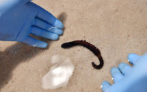 Une société bretonne élève par millions des vers marins aux vertus médicinales