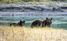 Les ours grizzly de Yellowstone retirés de la liste des animaux protégés