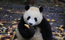 Deux pandas "ambassadeurs" de Chine arrivent à Berlin