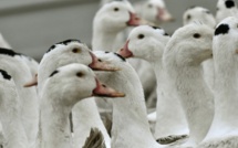 Crise aviaire: 2017 à un niveau "historiquement bas" pour le foie gras en France et en Europe (Cifog)